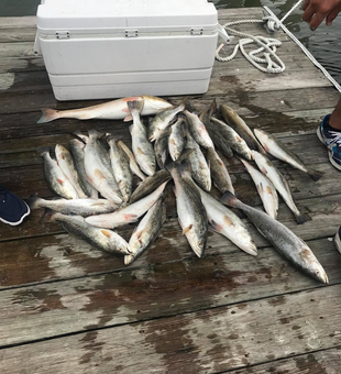 Sun, sea, & successful Trout fishing in Galveston